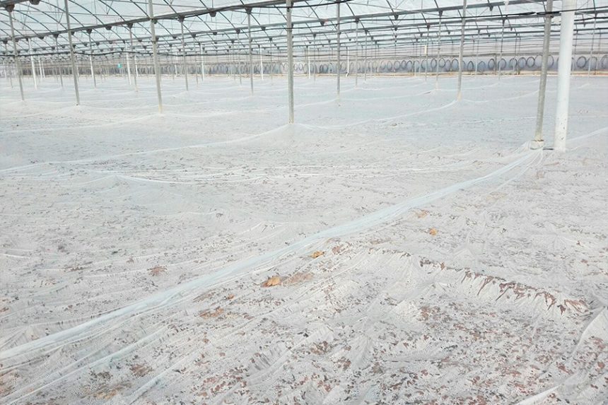 El plástico Azul de Politiv, Othar, para la desinfección de suelos agrícolas El plástico Azul de Politiv, Othar, para la desinfección de suelos agrícolas