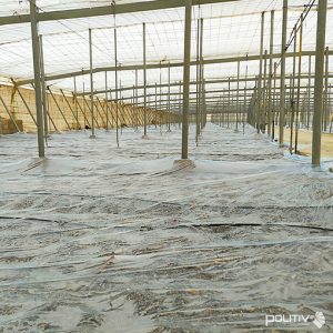 ¿Cuál es el tipo y el espesor del plástico que se debería utilizar en una solarización de 40 días?